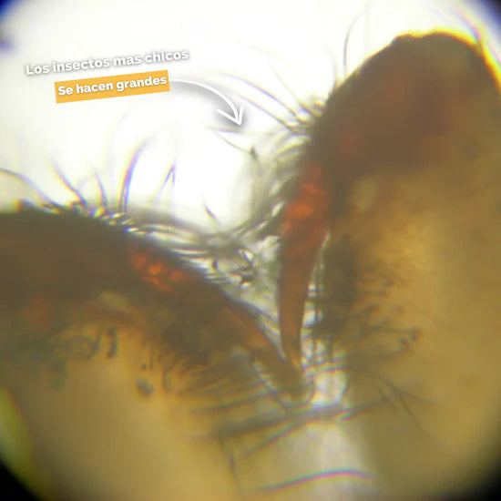 Microscopio | MicroToy | Regálale la experiencia de un microscopio, en un juguete portátil