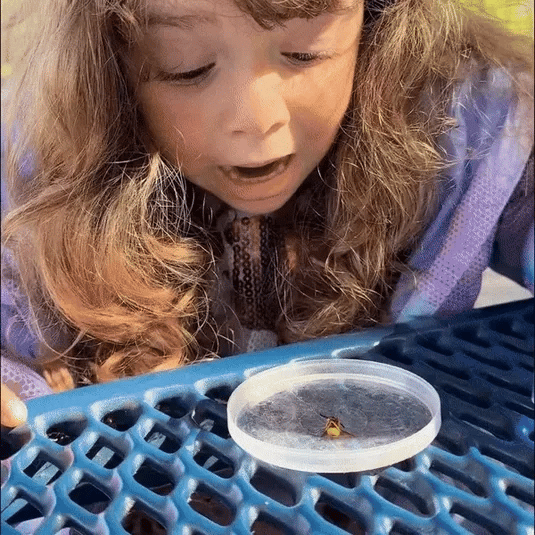 Microscopio | MicroToy | Regálale la experiencia de un microscopio, en un juguete portátil