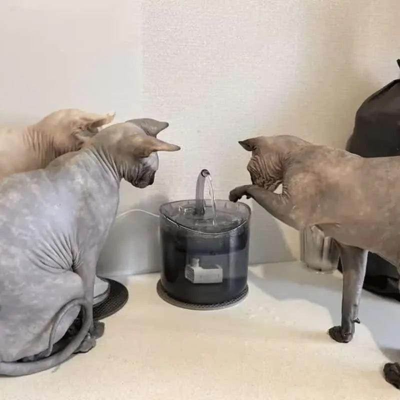 Dispensador de Agua para Gatos